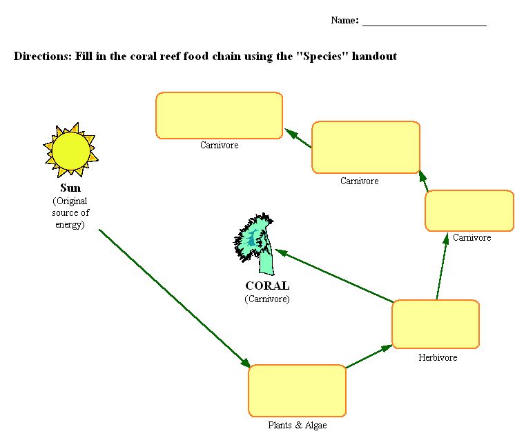 food chain examples. fill out this food chain